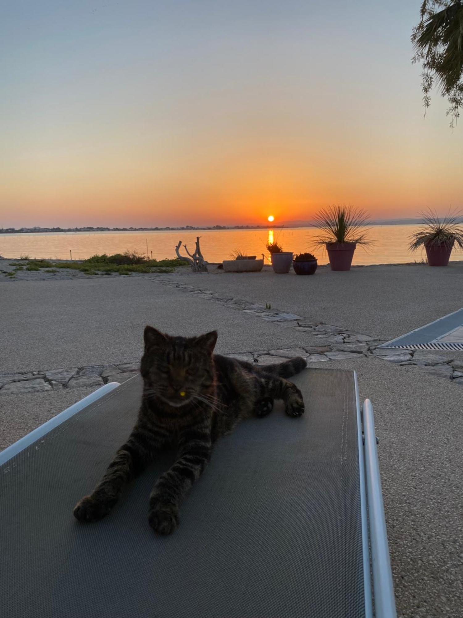 Les Pieds Dans L'Eau Bed & Breakfast Sete Bagian luar foto
