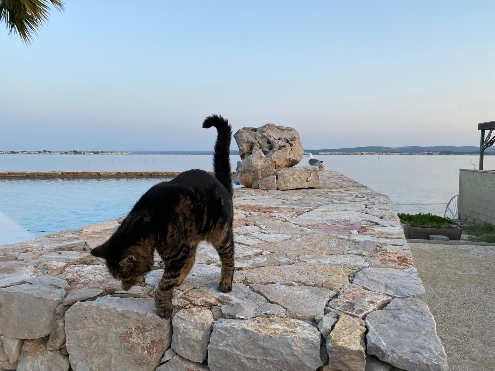 Les Pieds Dans L'Eau Bed & Breakfast Sete Bagian luar foto